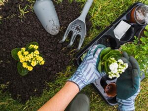vista-aerea-mano-que-sostiene-pequena-preparar un jardin-planta-maceta-fresca-freepik-¿Qué debemos hacer antes de preparar un jardín?